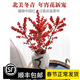 购优汇北美冬青鲜切枝鲜花束红果水培水养绿植植物室内春节年宵花卉真花 北美冬青(70cm)5支 不含花瓶