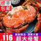 海皇湾 面包蟹 熟冻超大黄金蟹螃蟹冷冻水产特大海鲜 1200g-1600g/特大两只