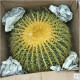 种花迷超大金琥仙人球10-42cm花卉盆栽绿植桌面盆栽阳台多肉规格齐全 直径30厘米