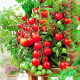 家庭种植蔬菜种子孑籽大全四季播种阳台盆栽农家小菜园有机 盆栽樱桃番茄种子2包