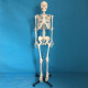 170cm人体骨骼模型医用一比一彩色脊柱全身骨架模型附神经带软肋骨骨骼标本可拆卸骷髅教学模具 180cm全骨色普通款