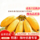鲜青录小米蕉新鲜10水果糯米蕉甜小香蕉当季整箱热带广西小米蕉 4500g