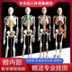 高博士45 85 170cm人体骨骼模型骨架人体模型成人小白骷髅教学脊椎全身 45cm骨骼模型 头骨可打开