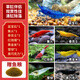 卡奇鱼 观赏虾 活体观赏鱼 米虾 工具清洁虾宠物虾黑壳虾除丝藻褐藻青苔 观赏虾全家福-01