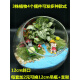【暖场活动】微景观生态瓶多肉植物diy材料玻璃盆栽 摆件五四礼品 嬉水【12cm斜口】
