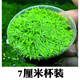 森渊（SENYUAN） 鱼缸前景草水草活体趴地爬地矮珍珠挖耳牛毛毡迷你矮天湖葵 挖耳草水下叶