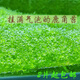 森渊（SENYUAN） 鱼缸前景草水草活体趴地爬地矮珍珠挖耳牛毛毡迷你矮天湖葵 鹿角苔7.5cm两片