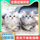 【签合同平台下单】布偶猫英短缅因猫德文猫矮脚幼崽活体宠物猫咪 宠物级 矮脚猫客服选宠