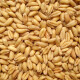一播大地小麦草种子麦苗无肥有机小麦种子250克榨汁喝保健种子榨汁大麦种子育苗盘 小麦500克