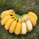 果迎鲜香蕉 新鲜水果 广西小米蕉 小芭蕉 小香蕉 大香蕉 苹果蕉 需催熟 小米蕉整箱5斤