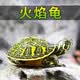 御聚源乌龟活物活体乌龟活体 火焰龟苗红火腹火焰龟 可深水 金龙鱼配龟 5-6厘米 火焰龟