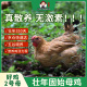 三德子好甄选好鸡2号(母）壮年老母鸡高山散养350天 净重0.9-1.2kg