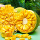 鲜福林越南红肉菠萝蜜一整个应当季树上熟新鲜水果整箱红心整颗菠萝蜜 精选8-9斤整个装