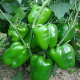 家庭种植蔬菜种子孑籽大全四季播种阳台盆栽农家小菜园有机 大甜椒种子2包