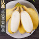 正宗广西苹果蕉新鲜当季时令水果小芭蕉甜香蕉整箱 9斤精品装（泡沫箱保鲜）