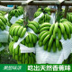 囧仙子新鲜香蕉高山大香蕉现摘当季水果批发生青香蕉banana绿皮 9斤装 新鲜大香蕉