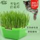 寿禾 猫草种子小麦草水培盆栽种植猫零食栽培 猫草种子水培套餐