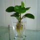 室内水生植物防辐射 豆瓣绿 水培植物 四季常青 碧玉 2元一颗