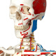 ENOVO颐诺医学170CM人体骨骼模型肌肉骨架标本解剖脊柱骨科教学模具健身康复教学骨骼疼痛科医学教