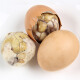 云邮13天活珠子营养鸡胚蛋新鲜喜蛋凤凰蛋熟钢化蛋40只毛鸡蛋