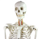 ENOVO颐诺170cm人体骨骼模型 骨架标本模型美术医学艺用疼痛科 可拆卸 人体骨骼骨架骨全科专科