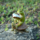 真自在原创小青蛙盆景假山客厅摆件创意工艺品生日礼物 青蛙坐在乌龟上看书