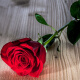 一花一恋三八妇女节鲜花同城配送红玫瑰花单支玫瑰 十支起拍，单拍不送 1支红玫瑰（10支起单拍不送