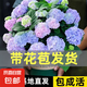 绣球花苗无尽夏带花苞四季开花绣球花盆栽庭院好养花卉植物室内花 无尽夏【大花绣球-无尽星河】 中苗【当年开花】原盆宽15cm高30cm冠25cm