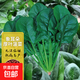 蔬菜种子大全山东寿光种籽春秋四季盆栽草莓油菜菠菜生菜白菜秋葵 彩虹田象耳朵菠菜种子10克(约1000粒)