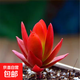【火祭多肉】年宵花⭐红色植物精选室内阳台办公室桌面可爱年货 火祭1颗【3-5厘米】