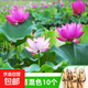荷花种苗荷花盆栽莲藕种苗碗莲藕苗莲花种苗观赏荷花种藕苗 荷花藕苗混色10个