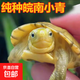 皖南纯种北石小青龟发色幼龟苗观赏宠物乌龟活物北石龟安徽小青 小青龟3-4厘米 1只单身