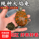 火焰龟活物小乌龟红腹宽纹火焰龟苗深水观赏龟宠物龟招财龟 5-6厘米厘米火焰龟 2只情侣+龟粮