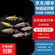 白云金丝鱼活体冷水鱼小型灯科草缸鱼淡水鱼新手闯缸鱼不加温好养 白云金丝10条含2条备损