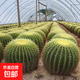 超大金琥仙人球盆栽绿植多肉植物仙人掌花卉室内外净化空气 直径15-17厘米