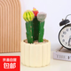 仙人掌盆栽组合套装室内耐旱易养多肉电脑桌防辐射小绿植趣味盆景 三组合仙人掌+提拉米苏陶瓷盆