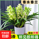 大花蕙兰冬带花苞盆栽年宵花兰花植物室内鲜花卉客厅绿植耐寒惠兰 香水香兰【4-6大苗 】
