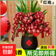 大花蕙兰冬带花苞盆栽年宵花兰花植物室内鲜花卉客厅绿植耐寒惠兰 红袍【4-6壮苗 】