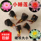 睡莲水培植物四季水养水莲花苞苗耐寒大睡莲根块荷花碗莲带芽发货 特价小睡莲【5棵混色装】掌柜推荐