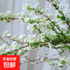 干枝雪柳水插花水培鲜花室内客厅阳台观花绿植鲜枝水养年宵花卉植 雪柳75CM高20支不含瓶