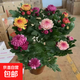 混色宝莲灯雏菊盆栽多年生耐寒耐热室内阳台庭院花卉大全绿植花苗 2盆优惠价+钻石盆 混3色带花苞