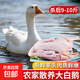 大鹅生鲜 农家散养仔鹅新鲜鹅肉大鹅白条鹅冷冻大鹅土鹅整只 9-10斤/只