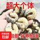 独角仙活体甲虫成虫幼虫中国大锹形虫扁锹兜虫南洋战神 独角仙幼虫2只 赠送饲养套餐