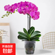 蝴蝶兰盆栽室内客厅鲜花办公室桌面真花卉绿植四季好养兰花苗 蝴蝶兰红色（不含盆）