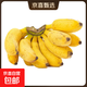 广西小米蕉当季水果小鸡米蕉新鲜自然熟香蕉放熟吃兰和 3斤装