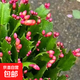 蟹爪兰苗多肉植物带根蟹抓兰仙人掌嫁接令箭荷花室内绿植花卉盆栽 红色苗4-6棵+加仑盆 不含盆