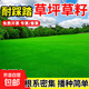 草坪草籽四季常青庭院矮生免修剪地毯草护坡固土绿化草种子黑麦草 地毯草净籽2斤 【矮生庭院】