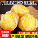 甘肃定西土豆2025年现挖黄皮黄心产地直发沙糯面马铃薯洋芋 中大果-9斤（净重）-黄皮黄心
