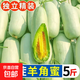 【当季头茬】羊角蜜甜瓜山东新鲜当季孕妇水果脆甜香蜜瓜批发 带箱5斤 精选品质 大果3-6个装