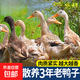 老鸭子煲汤新鲜土鸭麻鸭老鸭子农家散养老鸭新鲜冷冻鸭肉整只 3年老鸭5-6斤